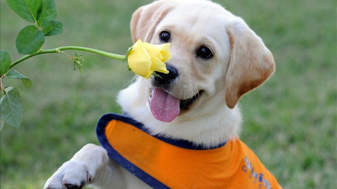 lab puppy.jpg